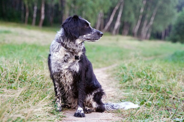 Naklejka na ściany i meble A spaniel dog sits on a path in the woods