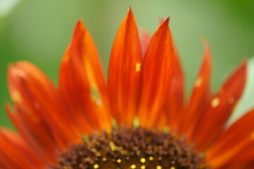 scores of sunflowers