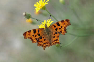 Comma butterfly (Polygonia c-album). Dorsal view.
