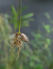 Rambutan seed sprout, plant growing process, fresh roots.