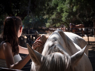 Female teenager with pony tail grooming her white andalusian horse with a brush.