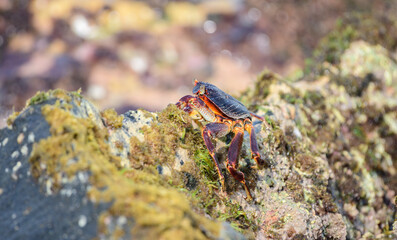 Beautiful Grapsus Albolineatus crab on a wet lava rock on the sea shore close-up photo.