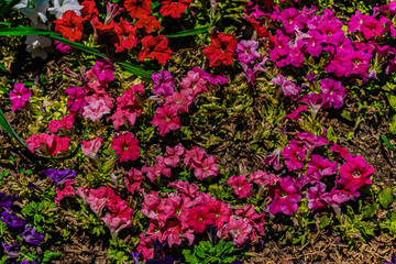 pink flowers in the garden