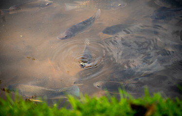 Many tilapia fish swim close to the water surface in the muddy lake waters high angle shot.