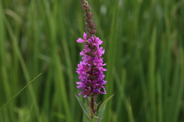 Lythrum salicaria, Purple loosestrife inflorescence. Flower spike of plant in the family Lythraceae.
