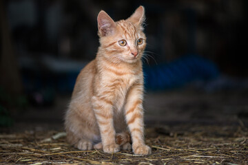 Portrait of a beautiful red cat on a farm. There is artistic noise.