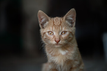 Portrait of a beautiful red cat on a farm. There is artistic noise.