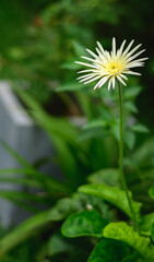 Yellow Barberton daisy flower plant in the morning light photograph.