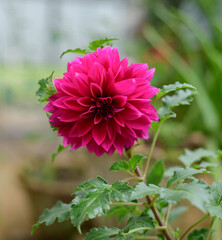 A beautiful Large Pink Dahlia flower close-up photograph.