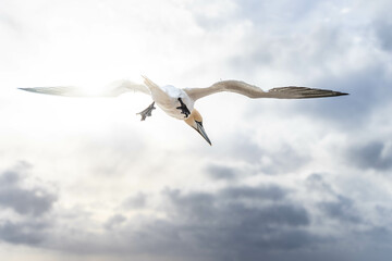 fliegender Basstölpel im Gegenlicht