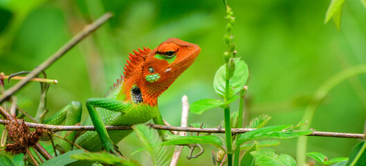 Colorful green lizard close-up portrait shot,