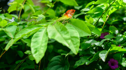 A green garden lizard resting on top of leaves, a Colorful lizard creature in the garden.
