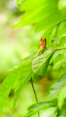 A cute green garden lizard peeks out from a leaf, Colorful lizard creature in the home garden.
