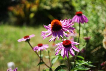 Echinacea flowers in the garden. Homeopathic herbs 