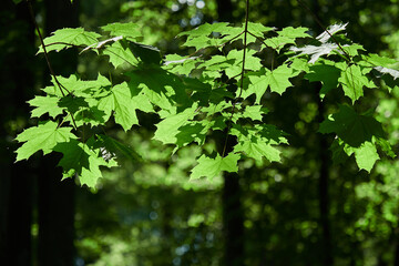 Fototapeta premium Green leaves illuminated by the sun. Summer mood.
