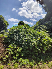 葛の山　Kudzu mountain