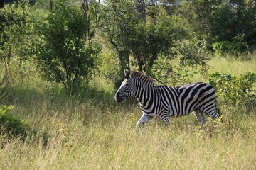 zebra in the wild
