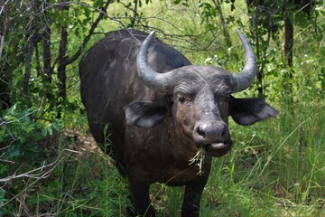 buffalo in the wild eating
