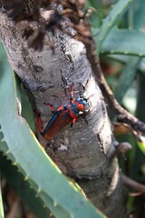red grasshopper south africa