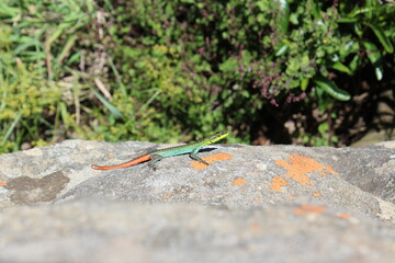 lizard on a rock