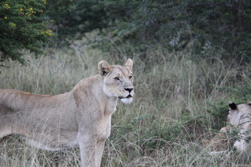 lion in the grass
