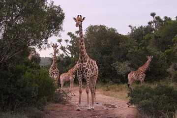 group of giraffes in the savannah