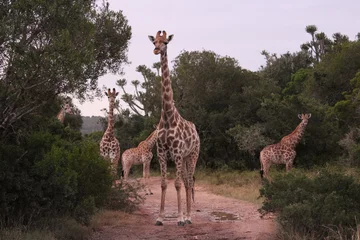 Gardinen group of giraffes in the savannah © Tini