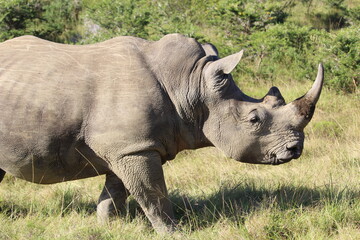 Fototapeta premium rhino in the wild