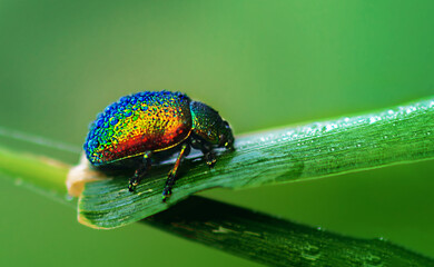 Leaf beetle close-up of a drop of dew on a green leaf - obrazy, fototapety, plakaty