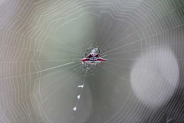 red spider in web 