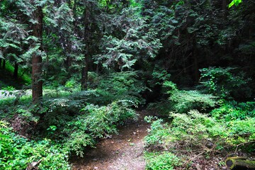 夏の八王子城跡／東京都八王子市