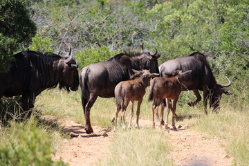 Fototapeta premium herd of wildebeest