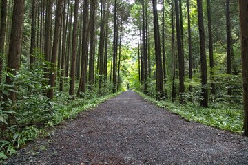 夏の八王子城跡／東京都八王子市