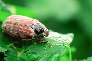 European beetle on a green leaf with droplets macro photo