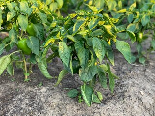 Bulgarian pepper growing in the garden. Green peppers grows in the garden. Growing fresh vegetables at farm.