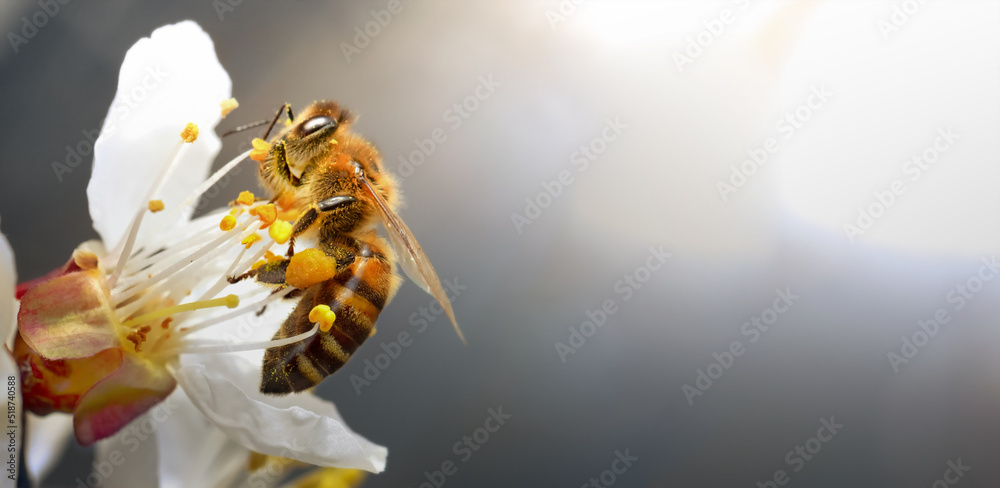 Wall mural A honey bee on an apricot flower. Close-up, selective focus.