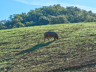 Iberian pig in a pasture.