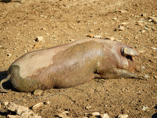 Iberian pig in a pasture.