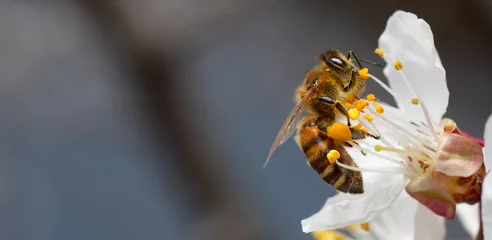 Wandcirkels plexiglas A honey bee on an apricot flower. Close-up, selective focus. © maykal