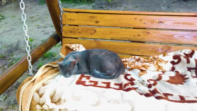 A gray tabby cat lies on a colored mat on a wooden swing in the garden