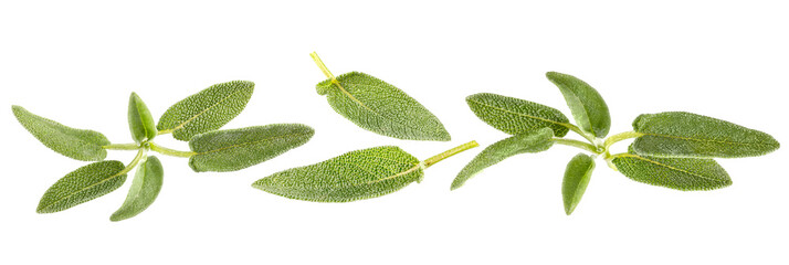 Naklejka premium Sage herb leaves isolated on white background.