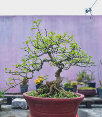 bonsai tree in the garden 