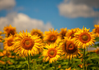 Obraz premium Blooming sunflower flower on the field. Beautiful natural yellow background.