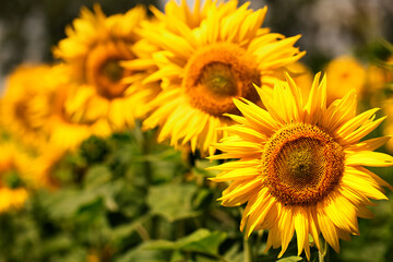 Fototapeta premium Blooming sunflower flower on the field. Beautiful natural yellow background.