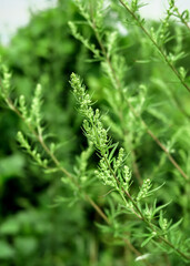 Fototapeta premium blossoming wormwood growing in a field. collecting medicinal plants concept. natural green background