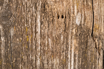 Texture natural wood vintage background. Photo of old tree trunk with cracks.