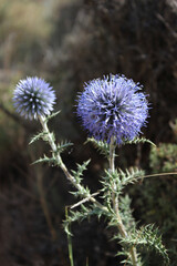 Flowers of Echinops ritro, the southern globe thistle. A species of flowering plant in the family Asteraceae. 