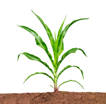 Corn plant isolated on a white background with clipping paths for garden design.
