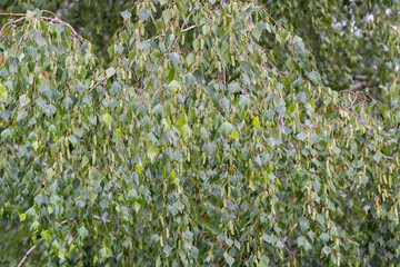 Background of wet birch branches with leaves and catkins