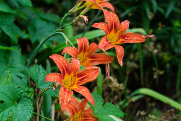 Flowers of lily orange color covered with water drops